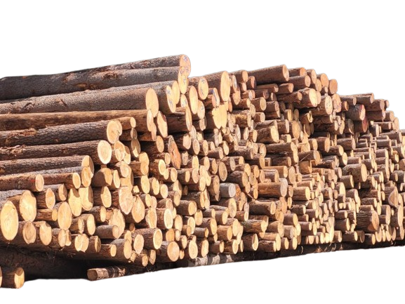 Výkup surové kulatiny